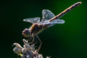 ワキガ対策に効果的な市販クリームはどれ？