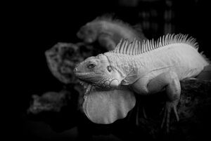 ワキガの治療における中学生向けの効果的な方法は？