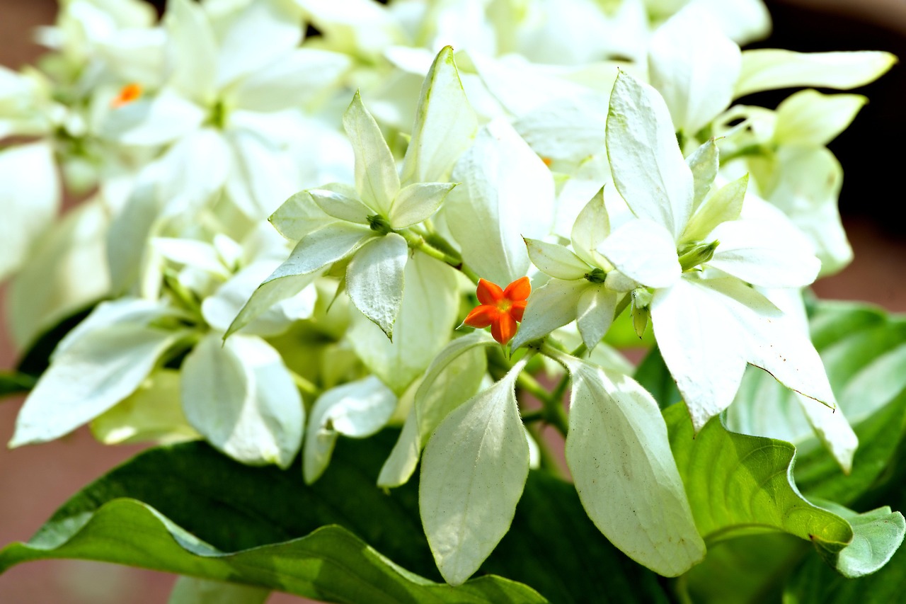 思春期のワキガ対策におすすめのミョウバンスプレーの作り方は？